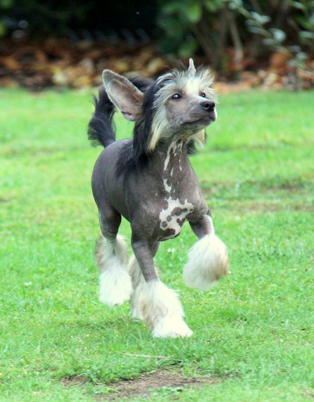 Best King of Diamonds