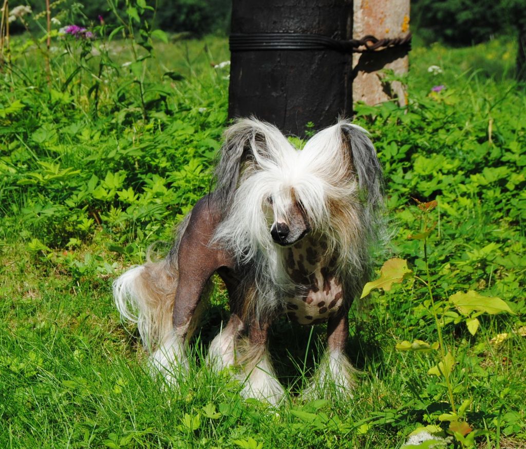 Elf Elen's Hitana Montana