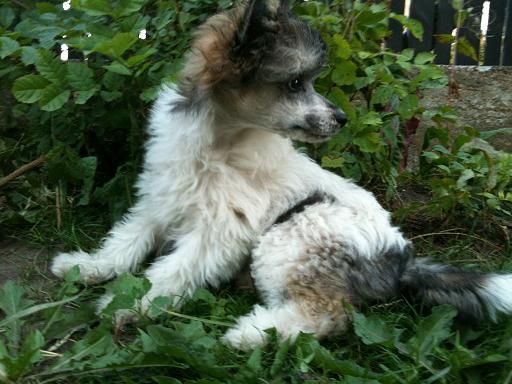 Zödra Gremlins Gilroy