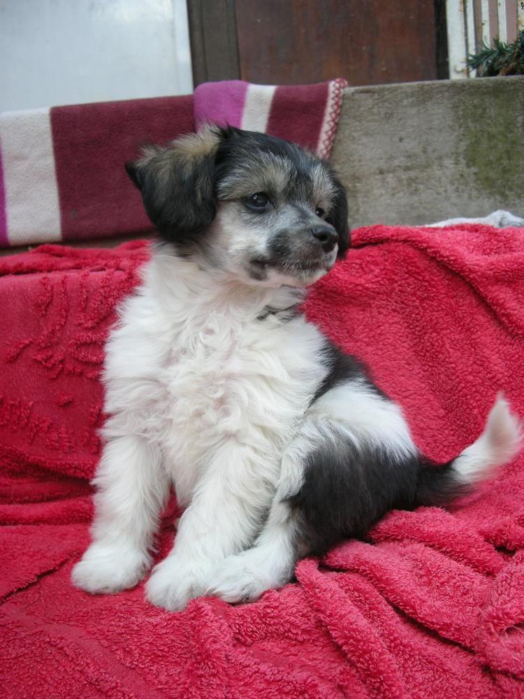 Zödra Gremlins Gottfrid