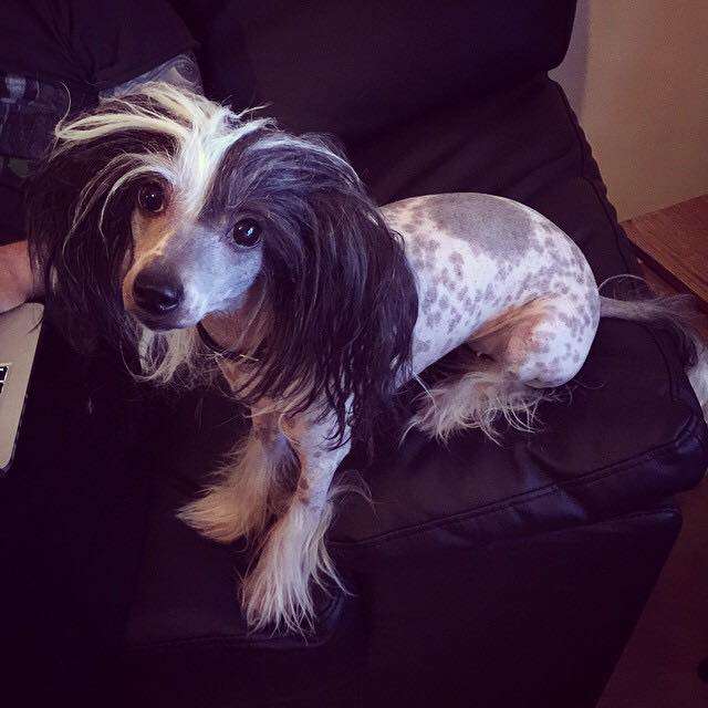 Victorious A Kung Fu Panda