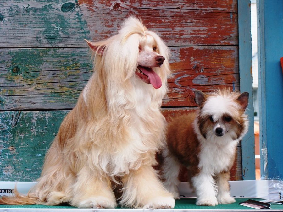 Truffle Black of Channel