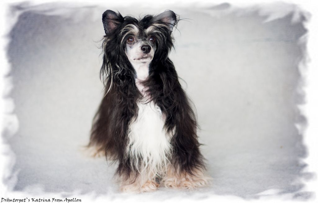 Drömtorpet's Katrina from Apollon