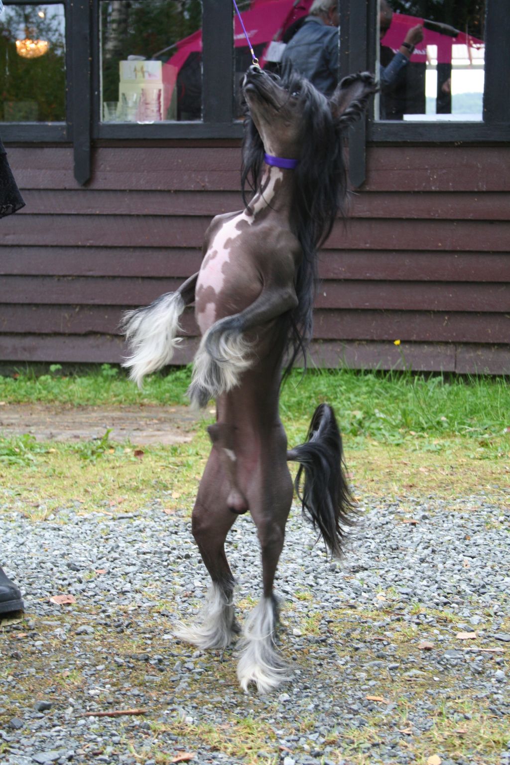 Drömtorpet's Ike from Apollon