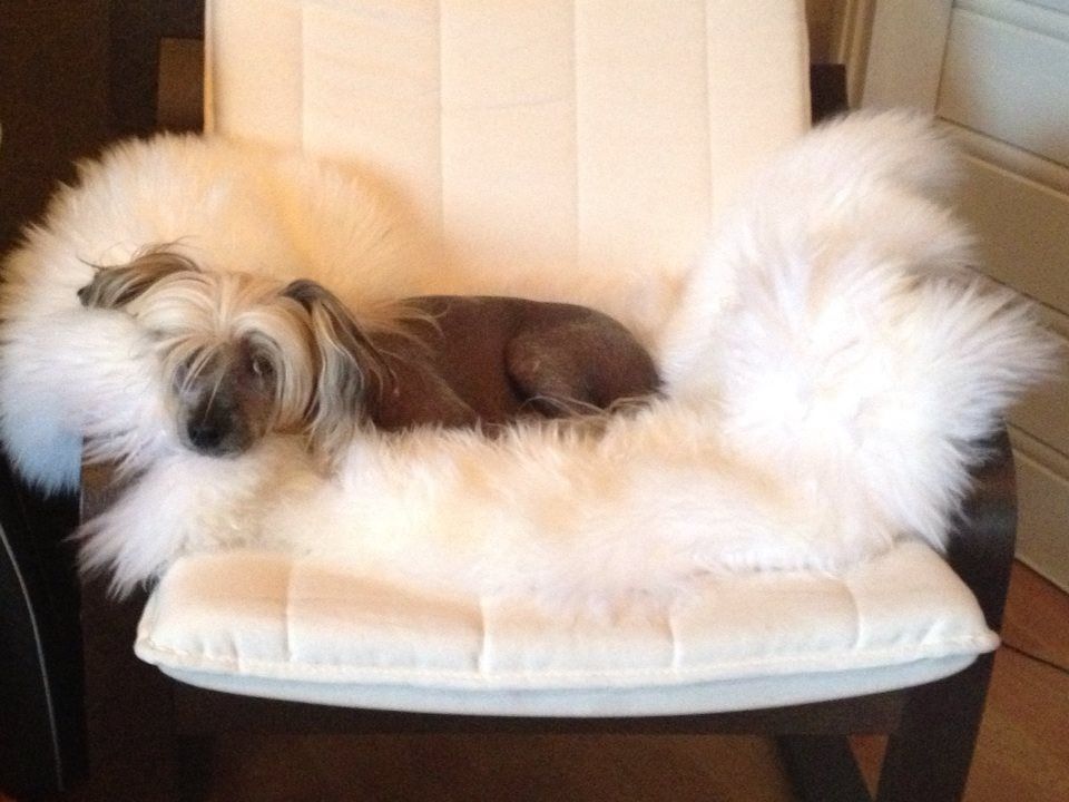 Drömtorpet's Mitch from Apollon