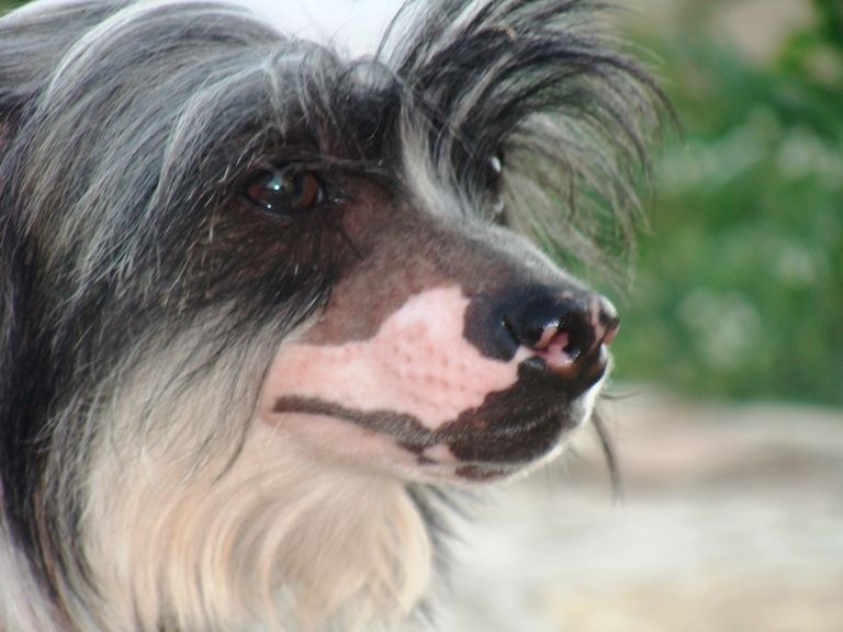 Truffaldino Black of Channel