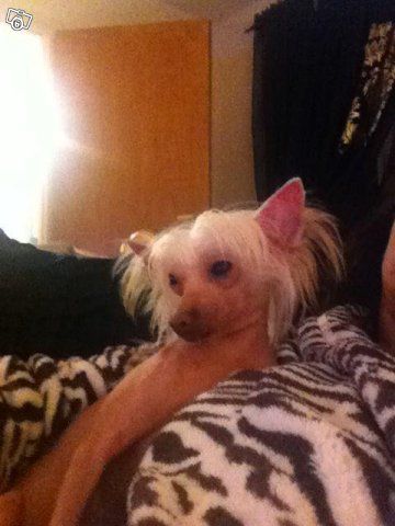 Paw-a-dee Never Let Go