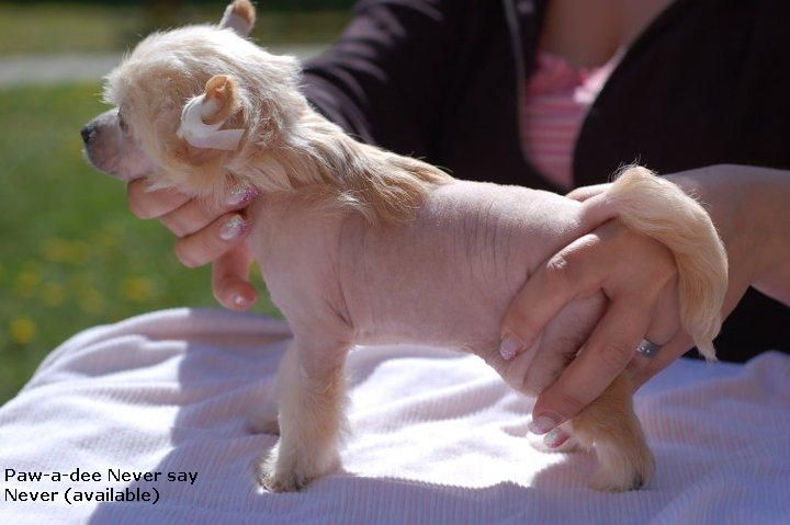 Paw-a-dee Never Say Never