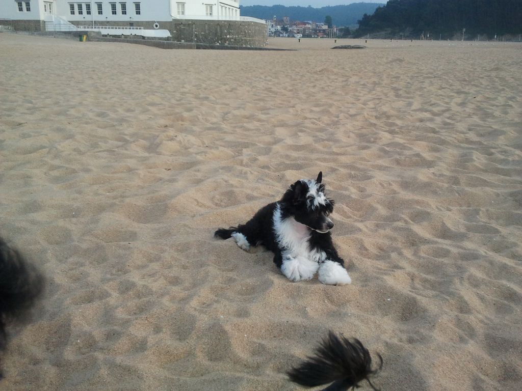 Beldana Thunder Bird