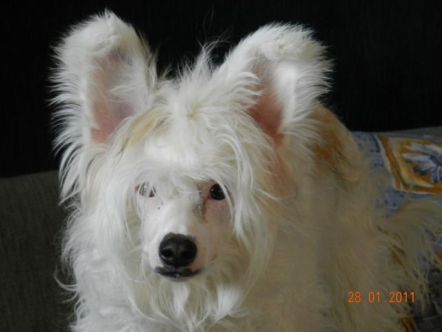 Adelina iz Sozvezdiya Khana