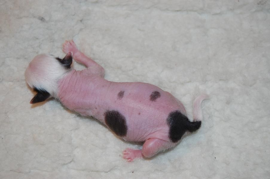 Crestyle Doin'My Own Thing HL