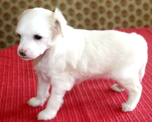 Etual Asandant Cosmonaut