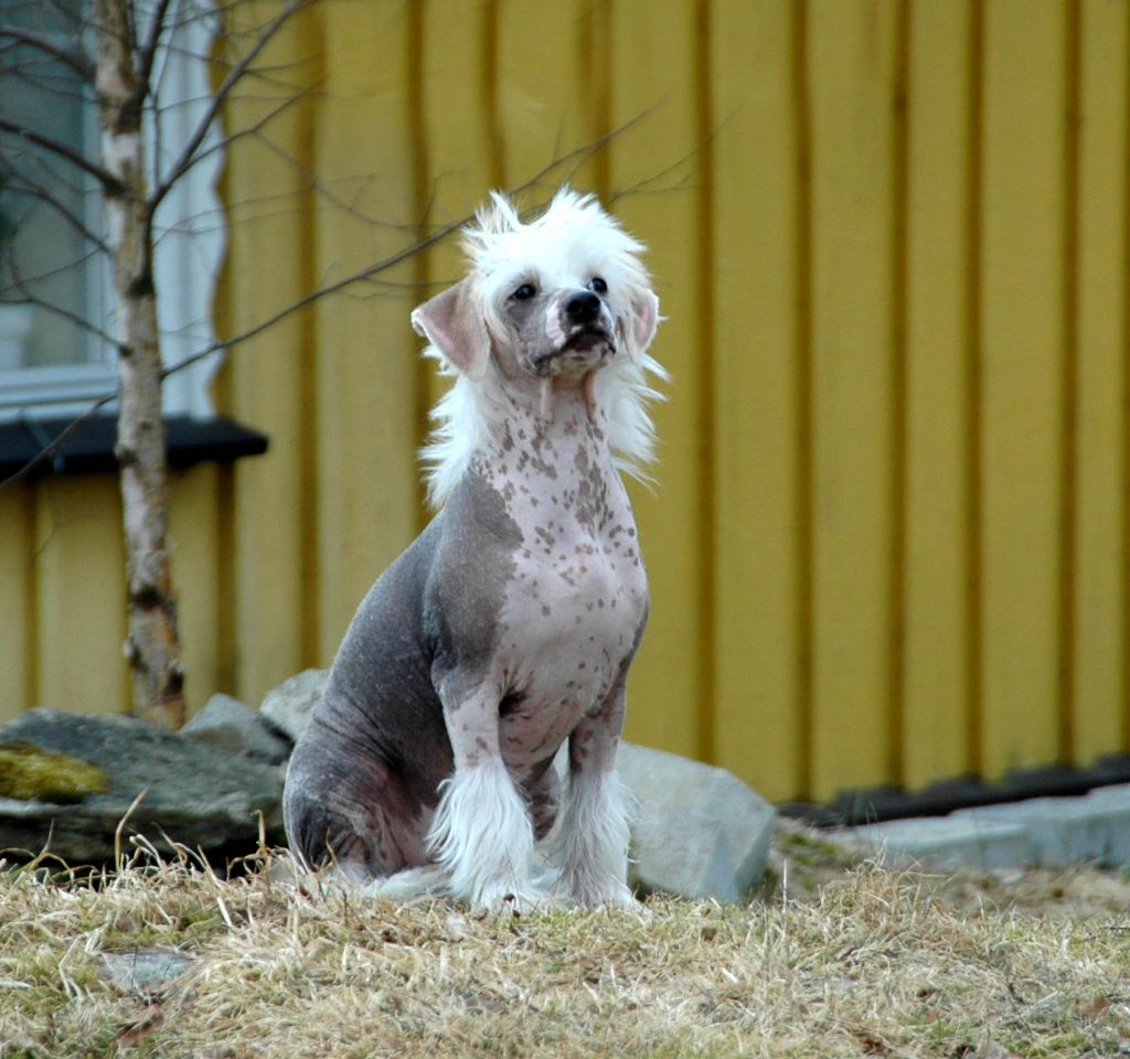 Rose Of Aiden All Or Nothing