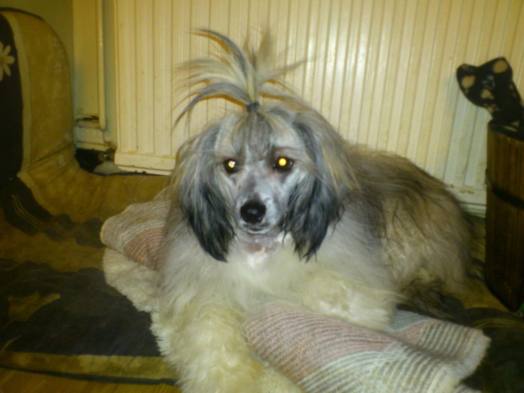 Rose of Aiden Metal Heart