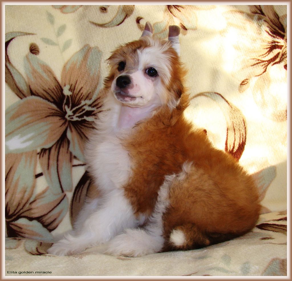 Elita golden miracle
