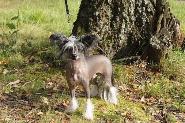 Happy Dancing Mystery Magic