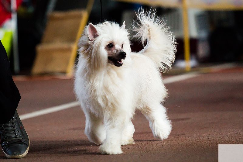 Bentley Next Germanika