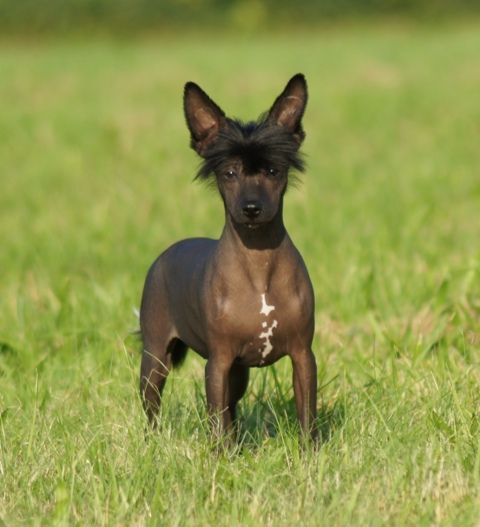 Calipso King of Diamonds 