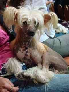 Unicorn's Chile Stripper