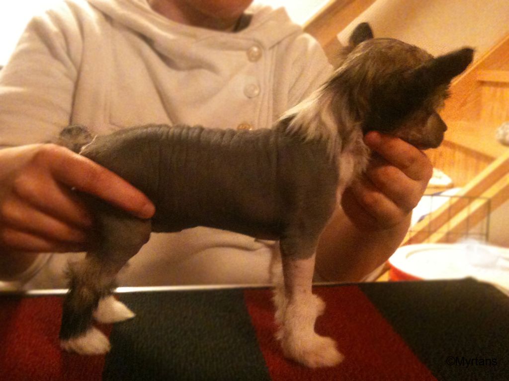 Myrtans Four Of A Kind 