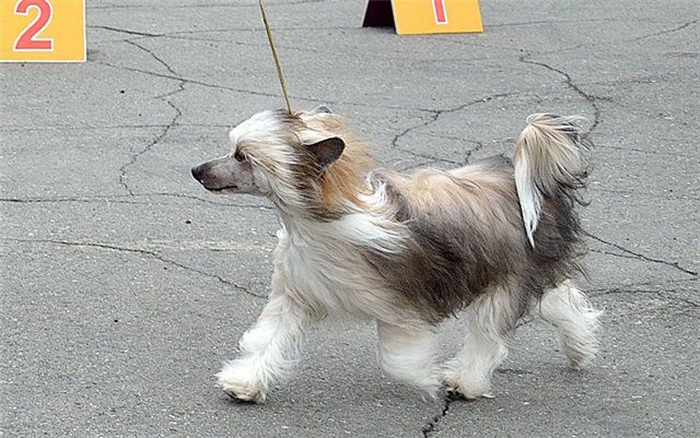 Absolutny Uspeh iz Strany Kutha