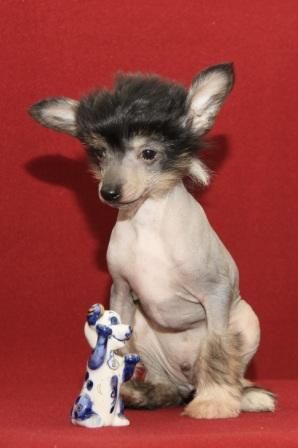 Ai-Ting iz Strany Kutha