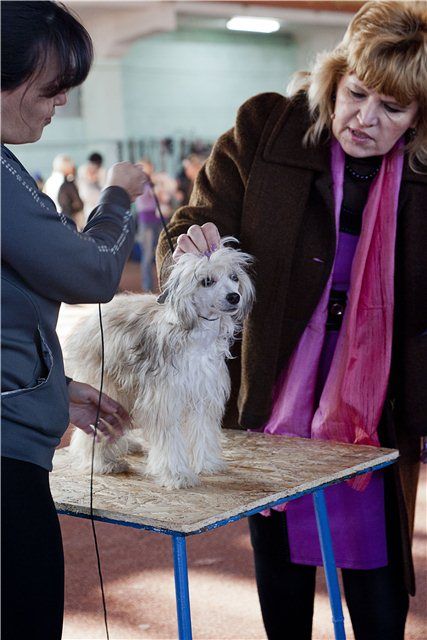 Sharman Vip Hugo Captain