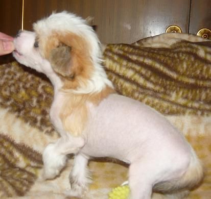 Sharman Vip Hot Chokolate