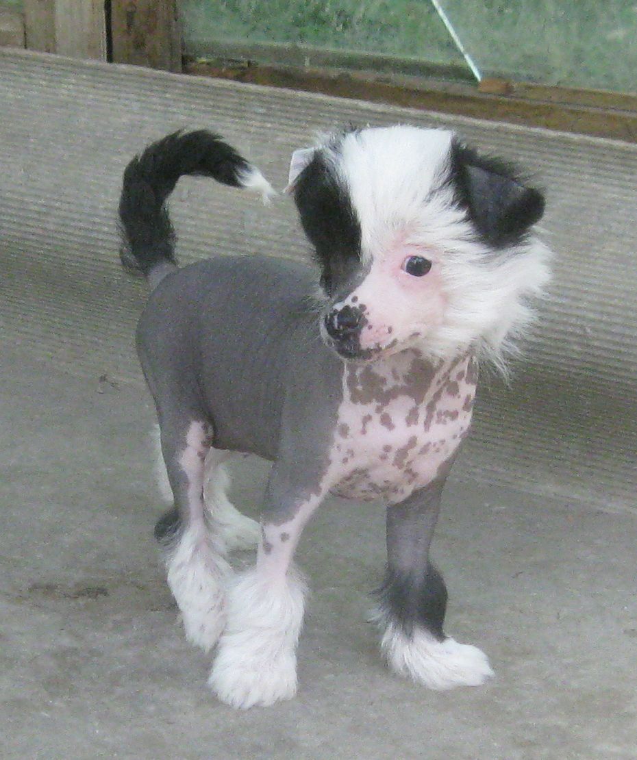 Angel O' Check Lunnaya Sonata.