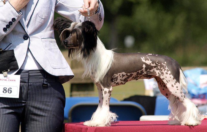 Zucci Lady Bird At Chinois