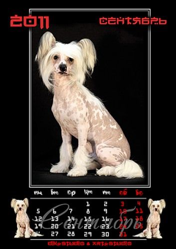 Nyu Art Haik Krasavec Bogatir'