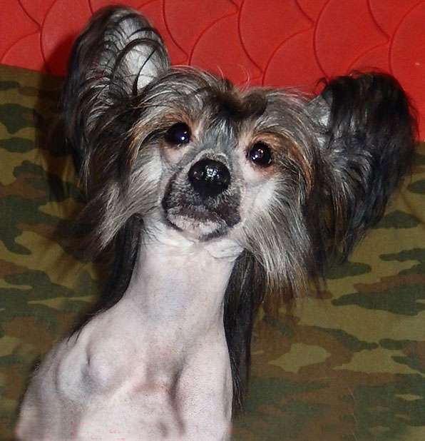 Vivat Sanraiz Urhan Mystic