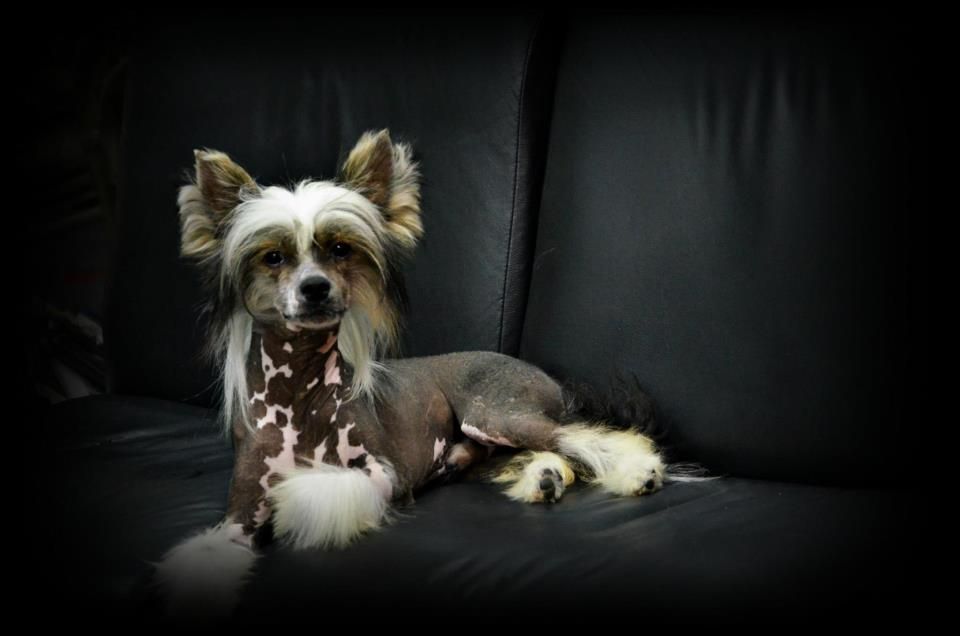 Handsome Little Man Sasima