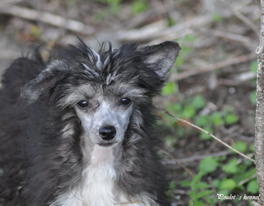 Eugenios Black Beauty