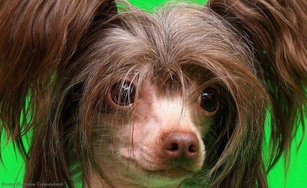 Divnyi Drakosha Dino