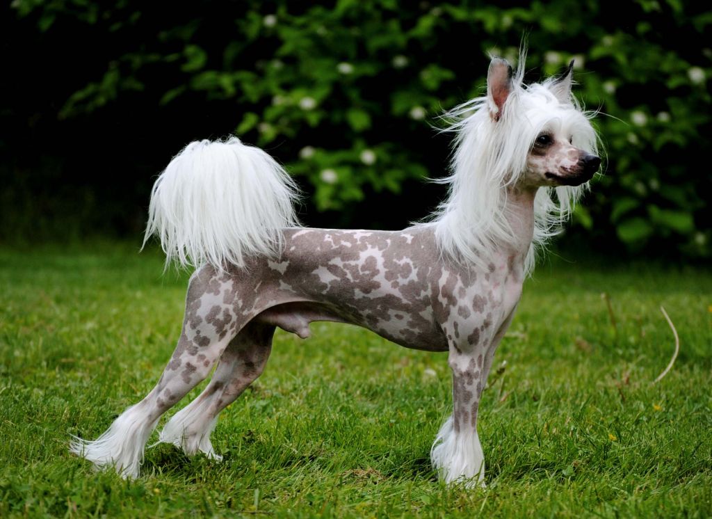 Bed-ma's Exclusive Heart