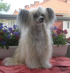 Dogtrix Angelägna Adela