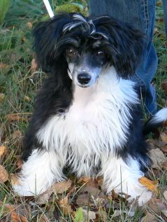 Dogtrix Attraktiva Athena