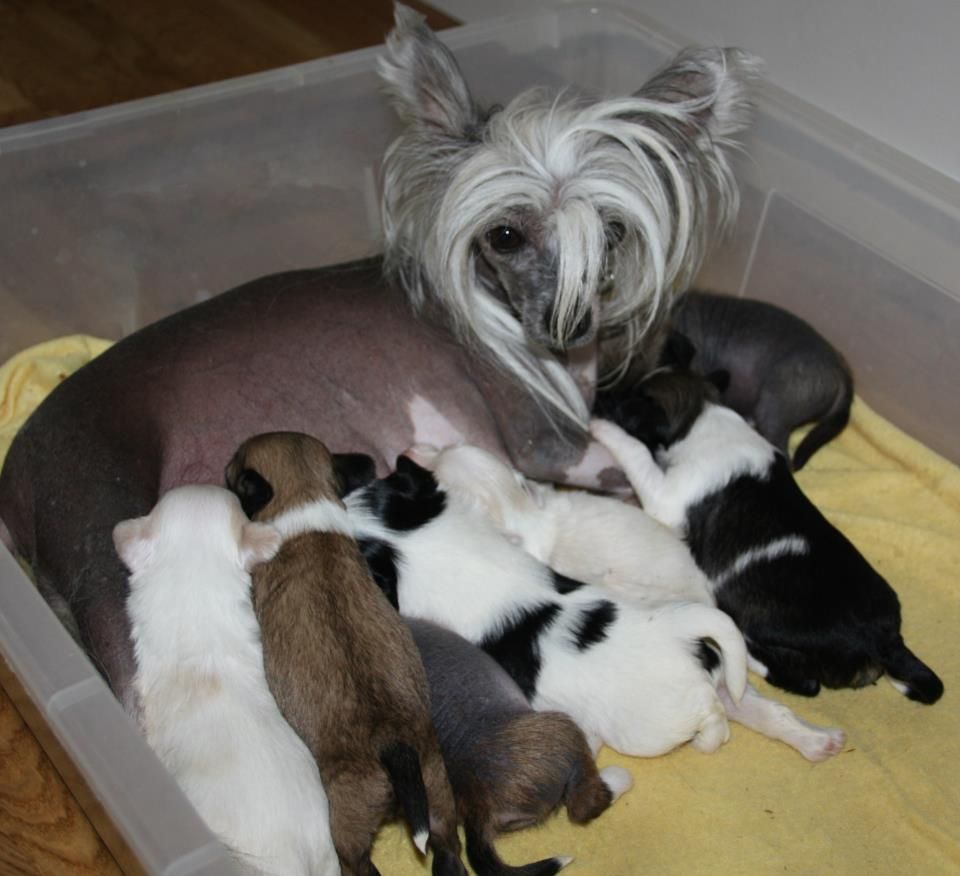 Dogtrix Allsidiga Amalia