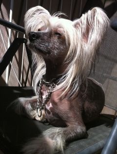 Dogtrix Duktiga Dick