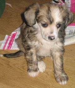 Dogtrix Diplomatiska Dan