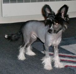 Dogtrix Enstaka Eddy