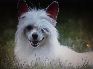 Wavecrest Cherry Bomb