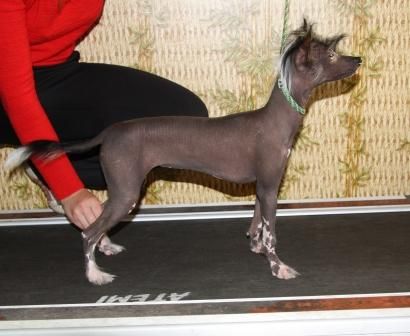 Djemma iz Strany Kutha