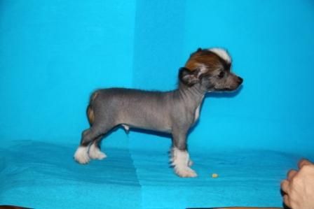 Vitus Bering iz Strany Kutha