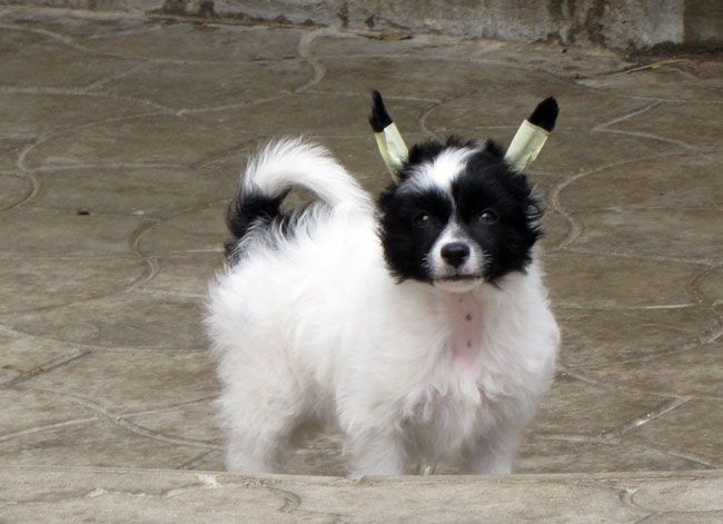 Bi-lav Plus Magiya Nochi