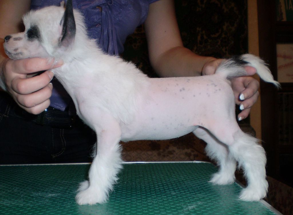 Koronovannaya Osoba Zarista