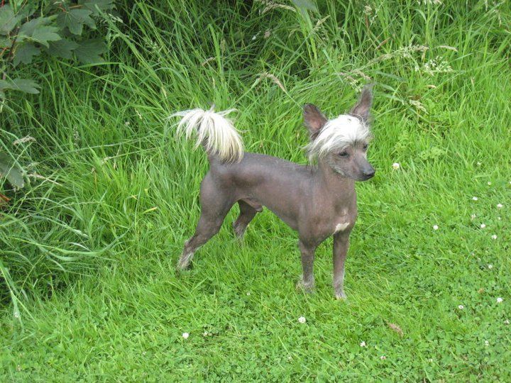 Zerachiel Yes Master