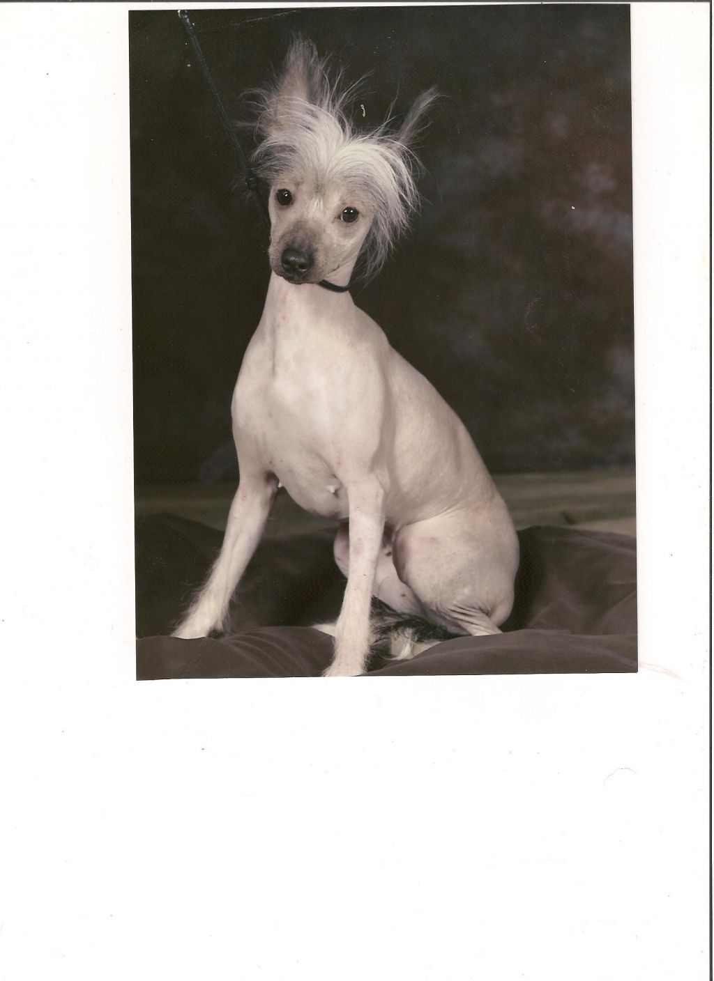 Zerachiel Sheeza Deeva (Now Spayed)