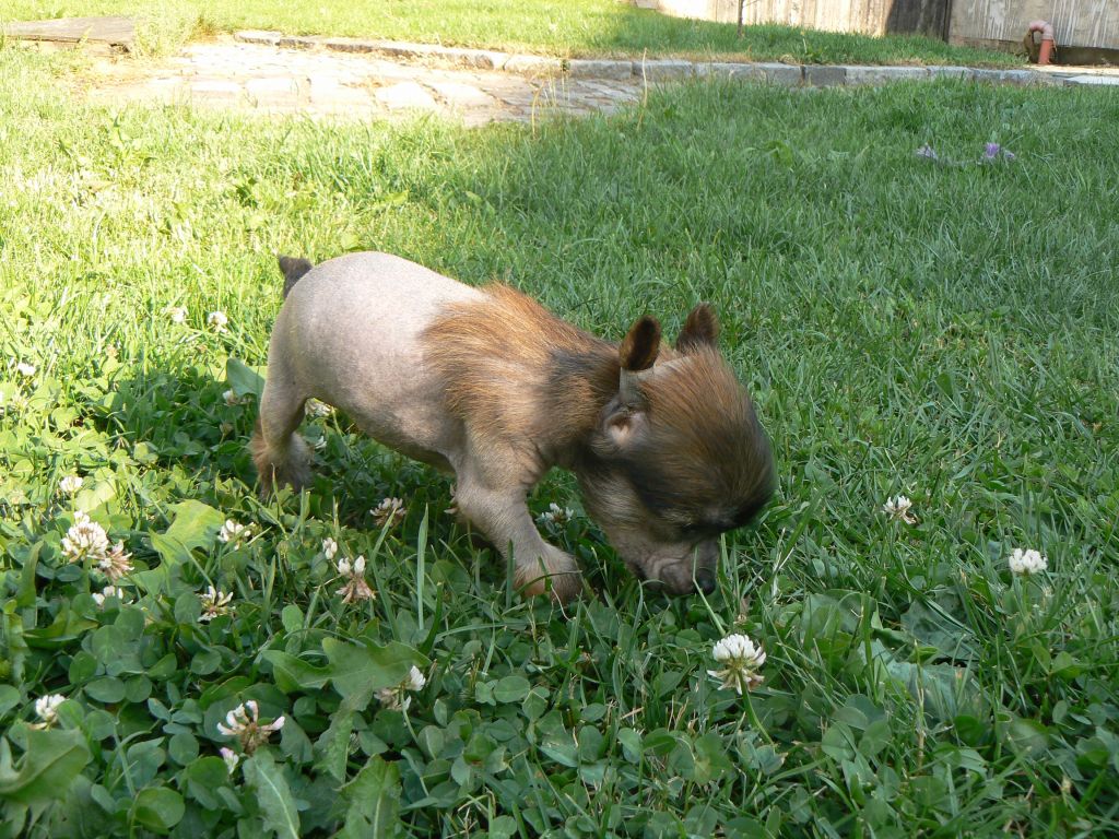 Darwin Queen Malverne